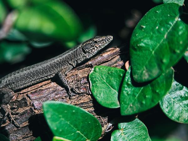 A little lizard perched on a branch in the botanical gardens in Madeira.