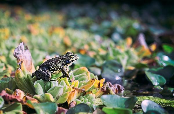 Sat on a pad on its pond, this toad tries its best to blend in.