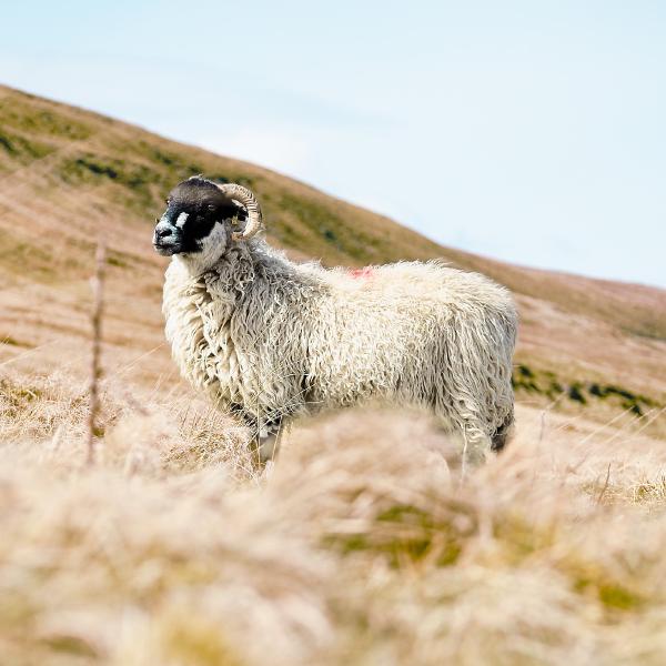A solo hike in Kettlewell meant I found this glorious looking ram, who posed beautifully for me.