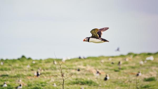 More birthday puffins, the whole scene on Inner Farne Island really was so surreal. Puffins on all the fields, waddling around to their hearts' content!