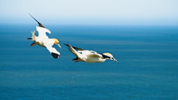 A couple of gannets flying in formation, during a first (of many) brithday birdwatching outings with dad. This one to Bempton Cliffs.