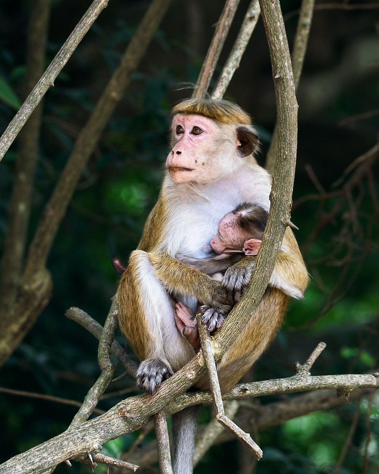 Sat on the roadside, this mother looked off into the distance before feeding her baby a nut she'd scampered to collect moments before.