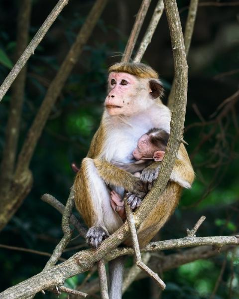 Sat on the roadside, this mother looked off into the distance before feeding her baby a nut she'd scampered to collect moments before.
