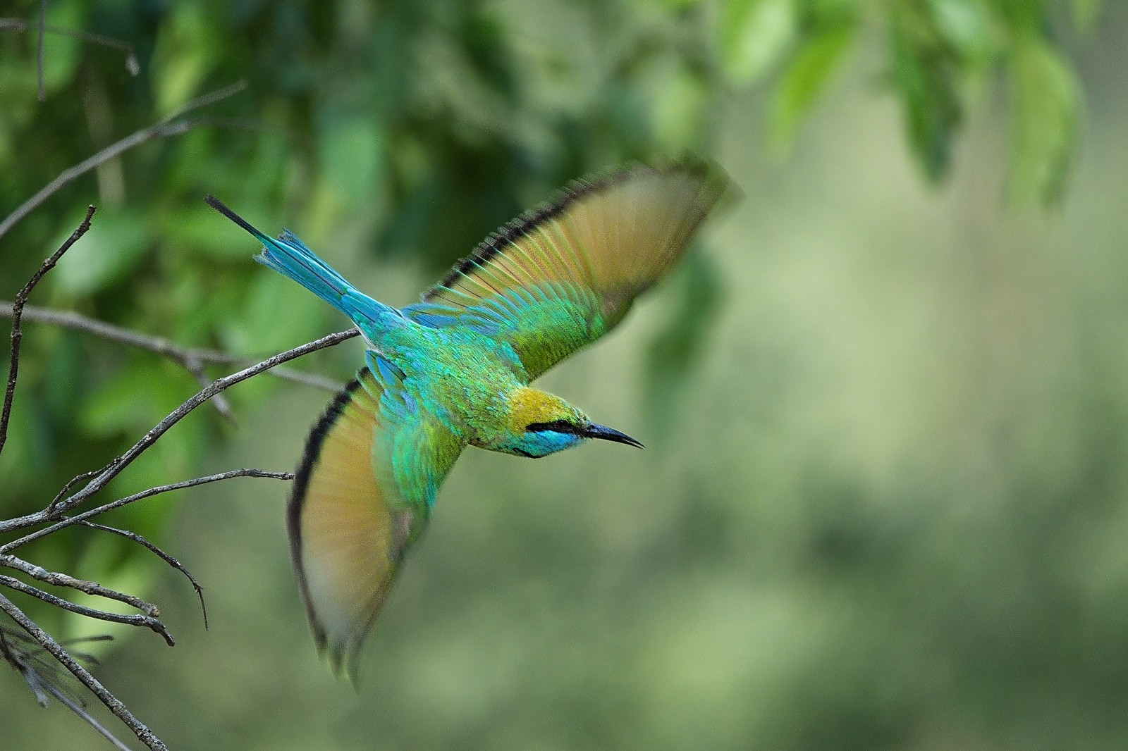 In Sri Lanka, our guide Udara promised us the best driver in the park (Sandesh). As we drove I saw a flash of blue and green, and exclaimed what is that? Turned out to be a green bee eater.