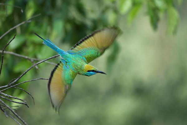In Sri Lanka, our guide Udara promised us the best driver in the park (Sandesh). As we drove I saw a flash of blue and green, and exclaimed what is that? Turned out to be a green bee eater.