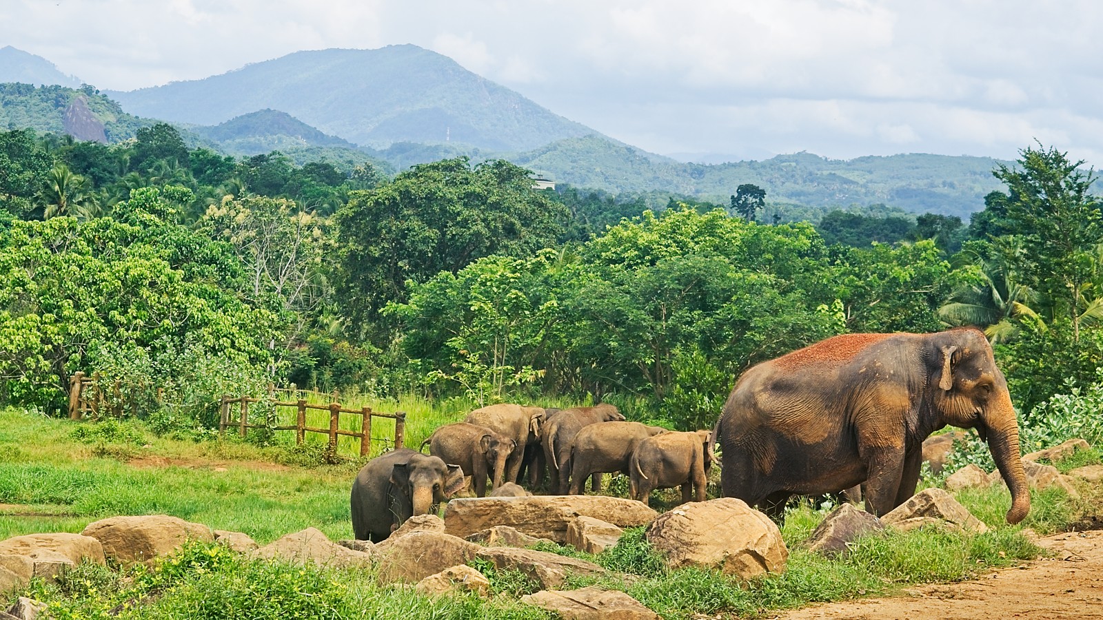 The Elephants at the Pinnawala orphanage in Sri Lanka, a stunning location set amidst the mountains in the center of the country.