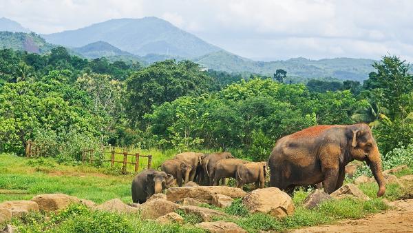 The Elephants at the Pinnawala orphanage in Sri Lanka, a stunning location set amidst the mountains in the center of the country.