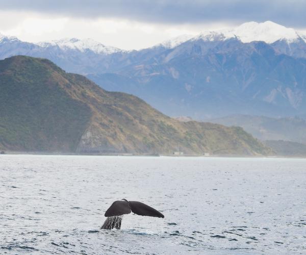 A first experience whale watching, and what may well end up being my most sceninc experience whatle watching. A sperm whale dives in front of New Zealand's imposing southern alps.