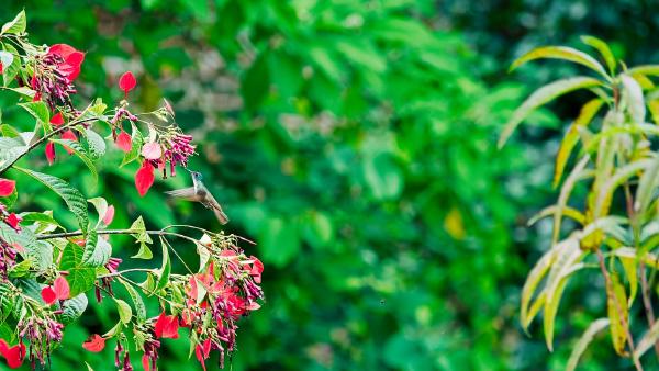 The first couple of days of our honeymoon, watching the hummingbirds flit around the flowers in Lake Atitlan, definitely the relaxing start we were hoping for!