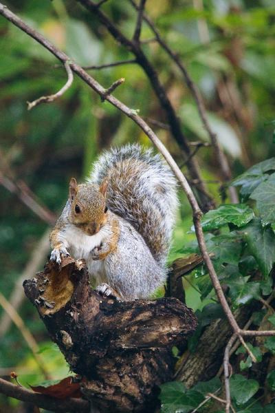 This little guy was scurrying through the trees next to the Brandywine Creek in Wilmington. Taking a quick pause to eat a nut.
