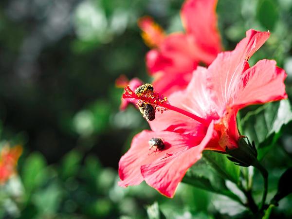 A fun day out in the botanical gardens in Madeira, after a trip up the cable car (we'll need to go back to do the Monte Toboggan). Amongst many stunning flowers, these hibiscus were enjoyed by some flies, drenched in pollen.