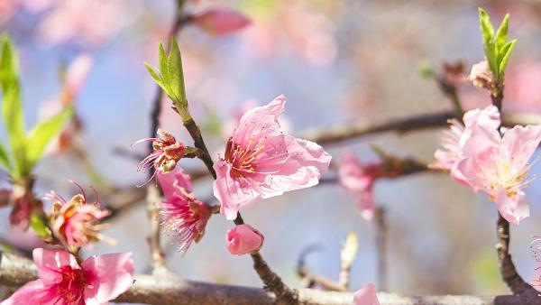 Can you think of anything more quintessentially spring? These cherry blossoms in Dallas Arboretum were an unexpected delight!