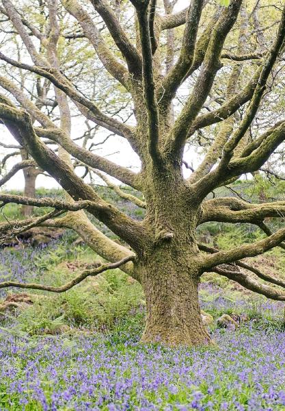 This grand oak in the Bluebell woods in Bronte country set amongst an explosion of Bluebells, made for a magical walk through the forest.