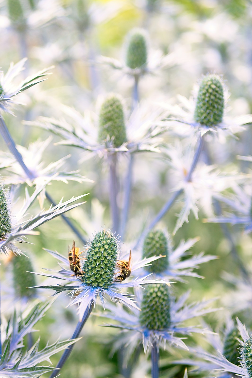 You could argue that I have too many photos of bees in flowers, and really these bees in this thistle can just help you add to that argument.